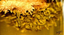 Relief